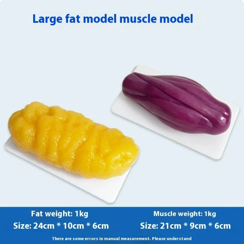 Nutrition Fitness And Health - Réplicas de Músculos e Gorduras Humanas: